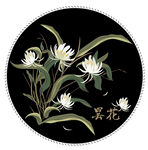 昙花 矢量图