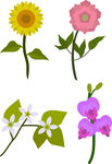 矢量花卉素材