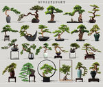 造型盆景植物