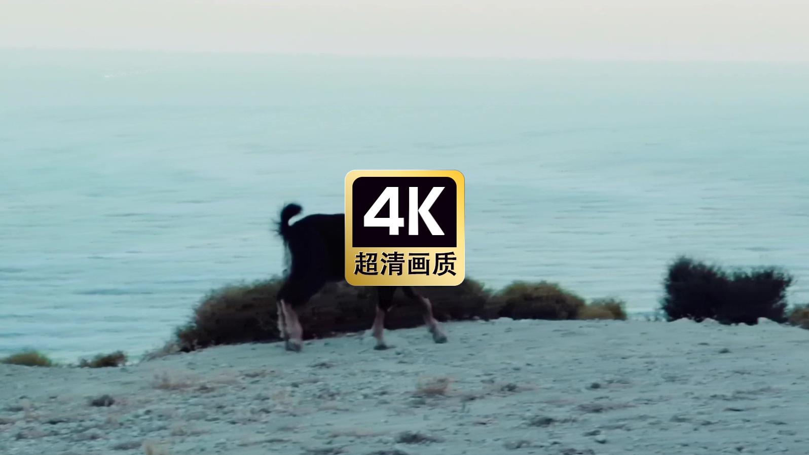 海边觅食的山羊