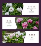 牡丹花海报设计