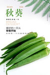 秋葵海报 