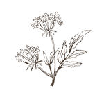 矢量花朵手绘