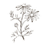 矢量小雏菊插画手绘线稿
