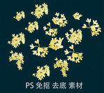 桂花
