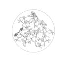 石榴 矢量图