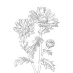 花朵白描手绘线稿