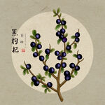 手绘黑枸杞