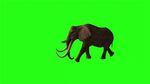 大象 绿幕 素材
