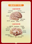 脑血管示意图
