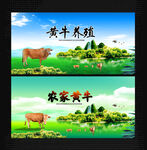 黄牛