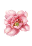 花卉