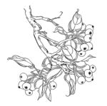 山楂高清分层线描手绘