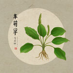 手绘车前草