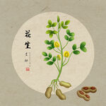 手绘花生