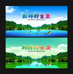 野生鱼