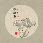 手绘鸡油菌