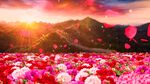 花瓣飘落视频