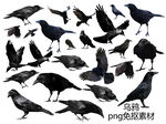 乌鸦