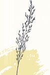 鼠尾草