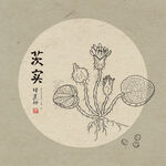 茨实