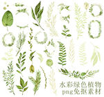 水彩绿色植物