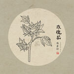 玫瑰茄