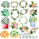 水彩植物花卉