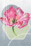 花卉装饰画