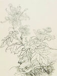 菊花手绘图