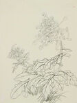 手绘菊花国画图
