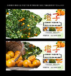 橙子 