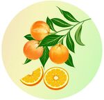 手绘橙子