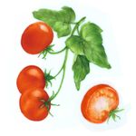手绘蔬菜西红柿