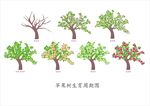 苹果树生育周期图 矢量图 