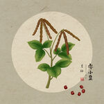 赤小豆