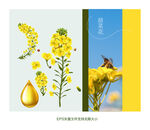油菜花