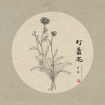 灯盏花