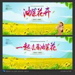 油菜花