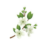 茉莉花