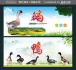 鹅鸭