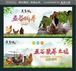五谷饲养 五谷散养土鸡
