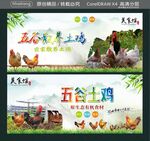 五谷散养土鸡  五谷土鸡