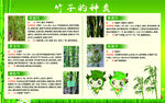 竹子介绍展板