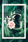 芭蕉叶子