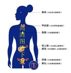 八大腺体 消化系统 人体器官