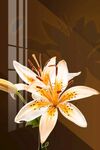 百合花