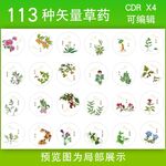 中草药矢量图