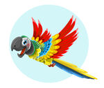 鹦鹉  鸟 