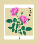 手绘玫瑰花